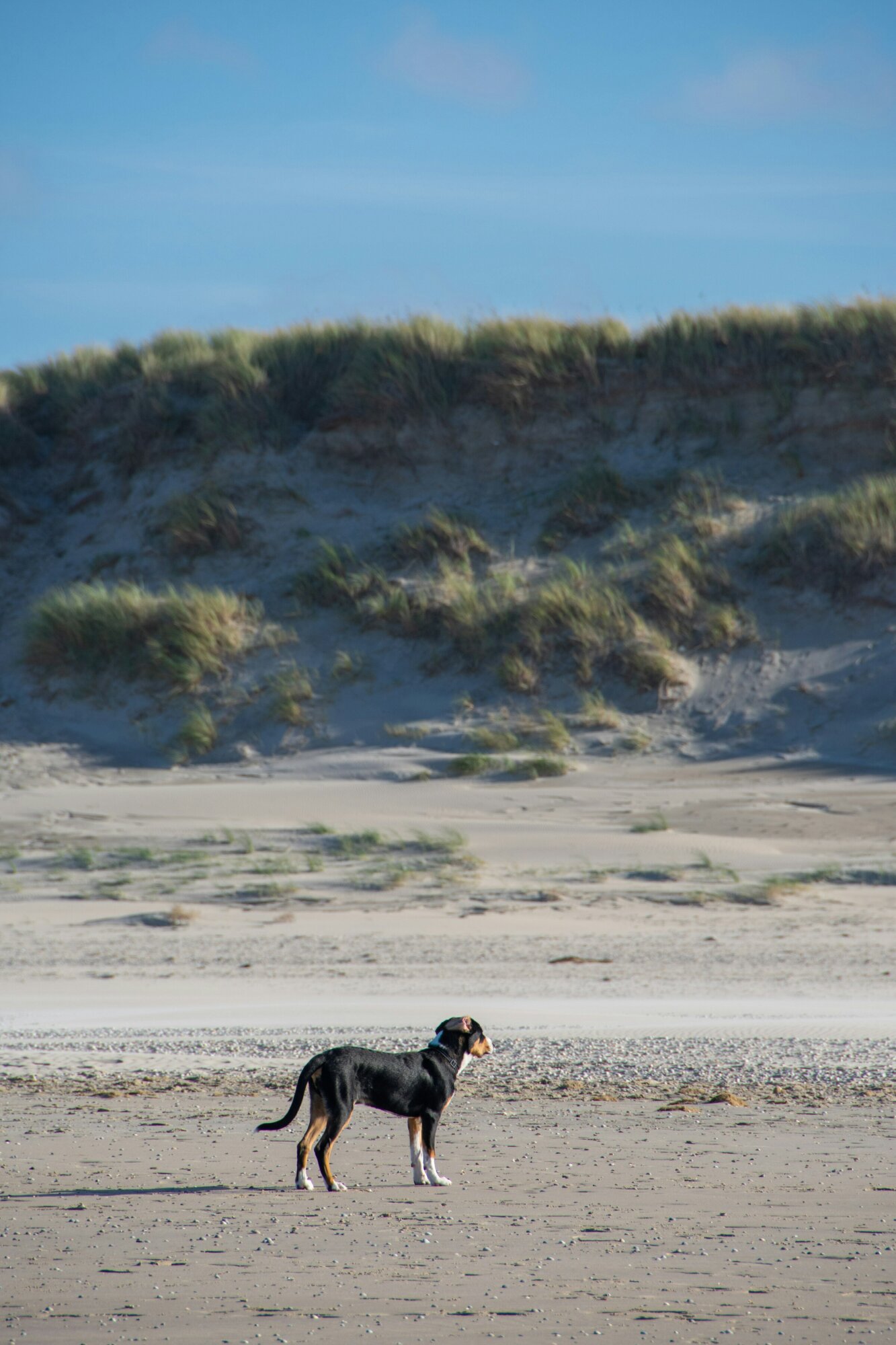 Wandelen met hond op strand Texel met duin op de achtergrond.